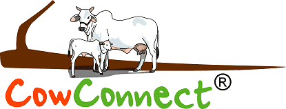 CowConnect Naturals | A2 Milk Mumbai | CowConnect A2 Ghee